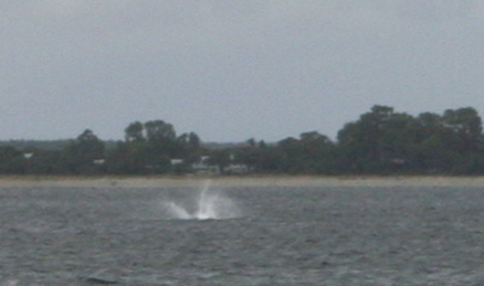 Sailfish spotted off Quindalup 6 March 2011 by Six Fish Dunsborough